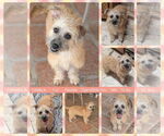Small Cairn Terrier Mix