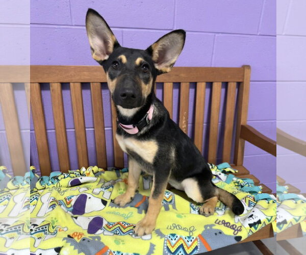 Medium Photo #3 Mutt Puppy For Sale in Genesee, WI, USA