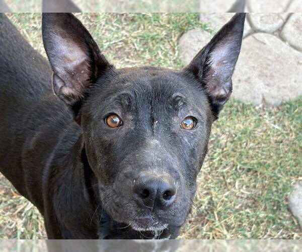 Medium Photo #2 German Shepherd Dog-Unknown Mix Puppy For Sale in Tulsa, OK, USA