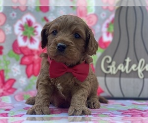 Cavapoo Puppy for sale in LANCASTER, PA, USA