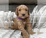 Puppy Willow Poodle (Standard)