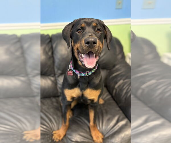 Medium Photo #3 Rottweiler Puppy For Sale in Spring Lake, NJ, USA