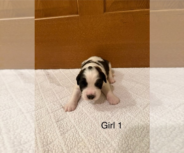 Medium Photo #1 Saint Bernard Puppy For Sale in STANLEY, WI, USA