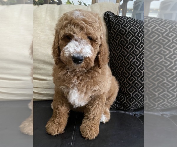 Medium Photo #7 Goldendoodle-Poodle (Standard) Mix Puppy For Sale in RICHMOND, IL, USA