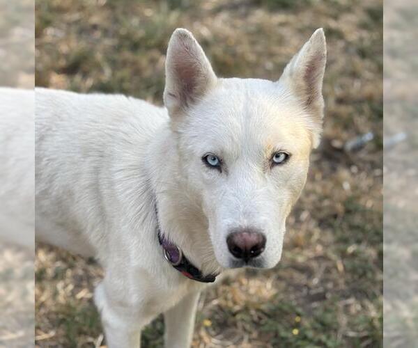 Medium Photo #1 Siberian Husky-Unknown Mix Puppy For Sale in San Antonio, TX, USA