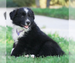 Puppy Qing Miniature Australian Shepherd