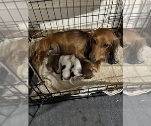 Mother of the Dachshund puppies born on 01/08/2023