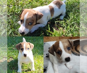 Jack Russell Terrier Puppy for sale in JASPER, FL, USA