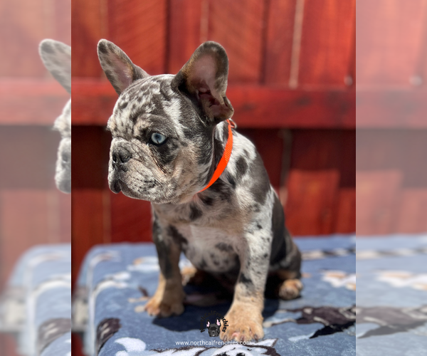 Medium Photo #2 French Bulldog Puppy For Sale in SACRAMENTO, CA, USA