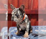 Small #1 French Bulldog