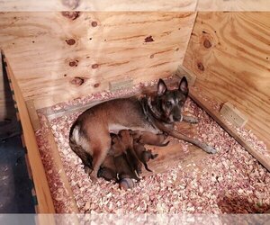 Mother of the Belgian Malinois puppies born on 01/11/2020
