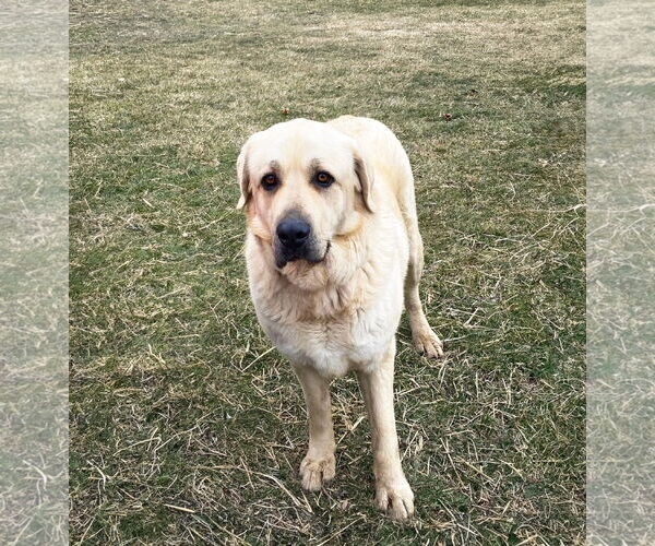 Medium Photo #1 Great Pyrenees-Unknown Mix Puppy For Sale in Unionville, PA, USA