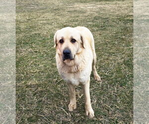 Great Pyrenees-Unknown Mix Dogs for adoption in Unionville, PA, USA
