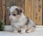 Small #7 Pembroke Welsh Corgi