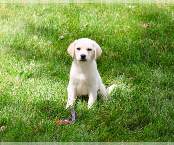Medium Photo #11 Labrador Retriever Puppy For Sale in SYRACUSE, IN, USA