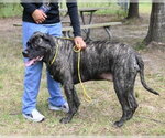 Small #1 Mutt