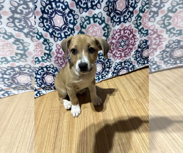 Medium Photo #4 Bluetick Coonhound-Redbone Coonhound Mix Puppy For Sale in Ball Ground, GA, USA