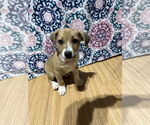 Small #3 Bluetick Coonhound-Redbone Coonhound Mix