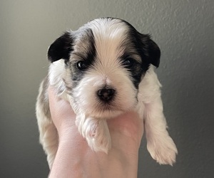 Shorkie Tzu Puppy for sale in HOMOSASSA, FL, USA