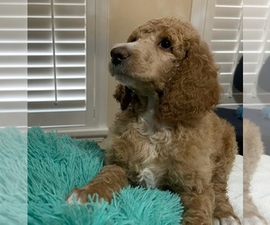 Poodle (Standard) Puppy for sale in SHADY HILLS, FL, USA