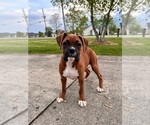 Small Photo #2 Boxer Puppy For Sale in GREENFIELD, IN, USA