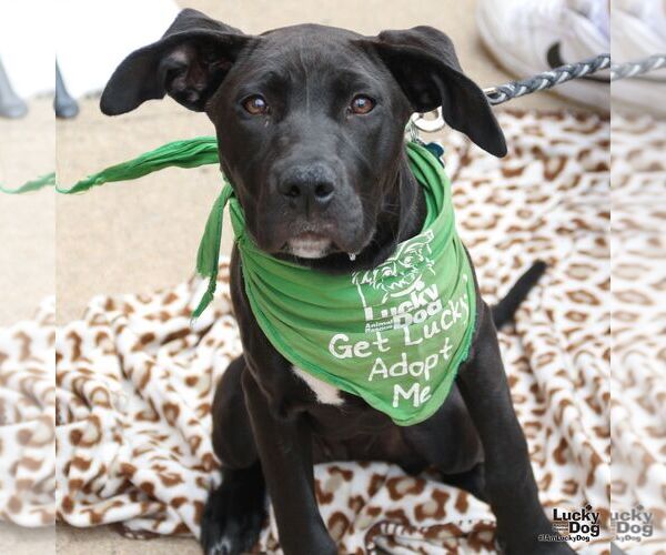 Medium Photo #16 Labrador Retriever-Unknown Mix Puppy For Sale in Washington, DC, USA