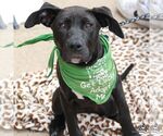 Small #15 Labrador Retriever Mix