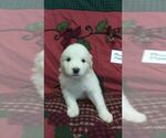 Small Photo #11 Great Pyrenees Puppy For Sale in ALTAVISTA, VA, USA