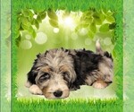 Small Photo #24 Bernedoodle (Miniature) Puppy For Sale in BLACK FOREST, CO, USA
