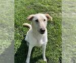 Small #1 Labrador Retriever-Siberian Husky Mix