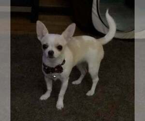 Chihuahua Puppy for sale in PROCTORVILLE, OH, USA