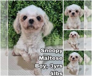 Maltese Dogs for adoption in Seattle, WA, USA