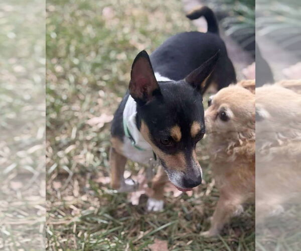Medium Photo #3 Jack-Rat Terrier Puppy For Sale in Princeton, MN, USA