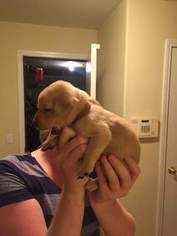 Labrador Retriever Puppy for sale in PEYTON, CO, USA