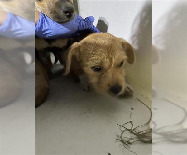 Medium Photo #1 Border Terrier-Unknown Mix Puppy For Sale in Houston, TX, USA