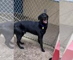 Small #1 Labrador Retriever Mix