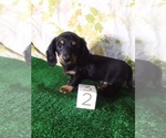 Small Photo #4 Dachshund Puppy For Sale in SCOTTVILLE, MI, USA