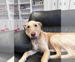 Small #1 Labrador Retriever Mix