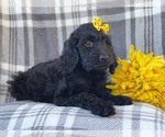 Small Photo #14 Goldendoodle Puppy For Sale in LAKELAND, FL, USA