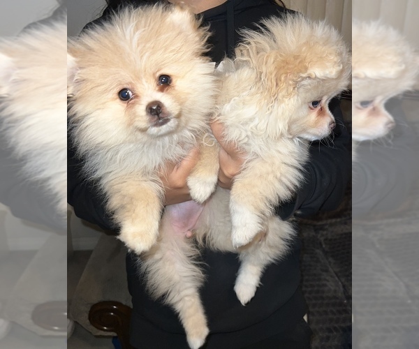 Medium Photo #2 Pomeranian Puppy For Sale in SAN BERNARDINO, CA, USA