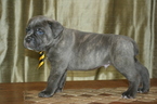 Small Photo #11 Cane Corso Puppy For Sale in MONTVILLE, OH, USA