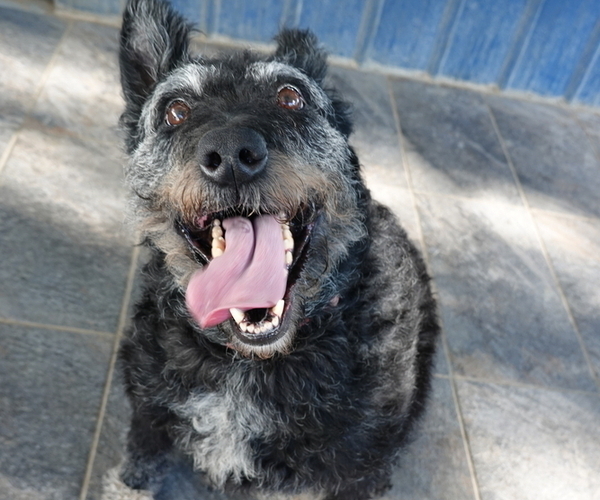 Medium Photo #2 Dutch Shepherd Dog Puppy For Sale in S CHARLESTON, WV, USA