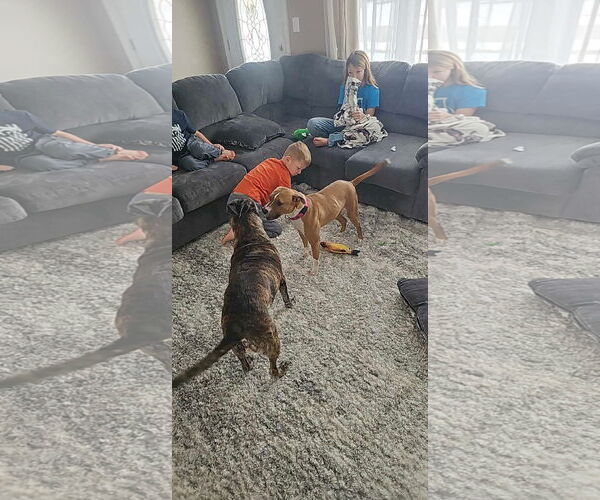Medium Photo #5 American Pit Bull Terrier-Unknown Mix Puppy For Sale in Germantown, OH, USA