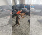 Small #4 American Pit Bull Terrier Mix