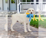 Small #2 Labrador Retriever