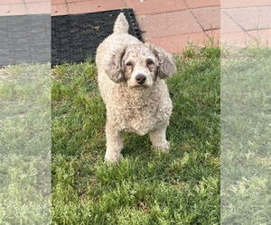 Poodle (Miniature) Dogs for adoption in Pacolet, SC, USA