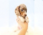 Image preview for Ad Listing. Nickname: AKC Woody