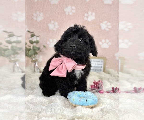 Medium Photo #5 Bernedoodle (Miniature) Puppy For Sale in NOBLESVILLE, IN, USA