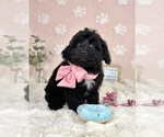 Small #4 Bernedoodle (Miniature)