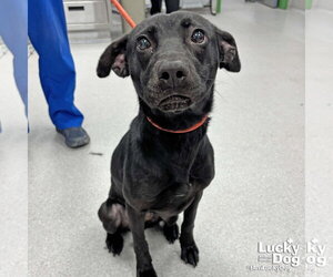 Labrador Retriever-Unknown Mix Dogs for adoption in Washington, DC, USA